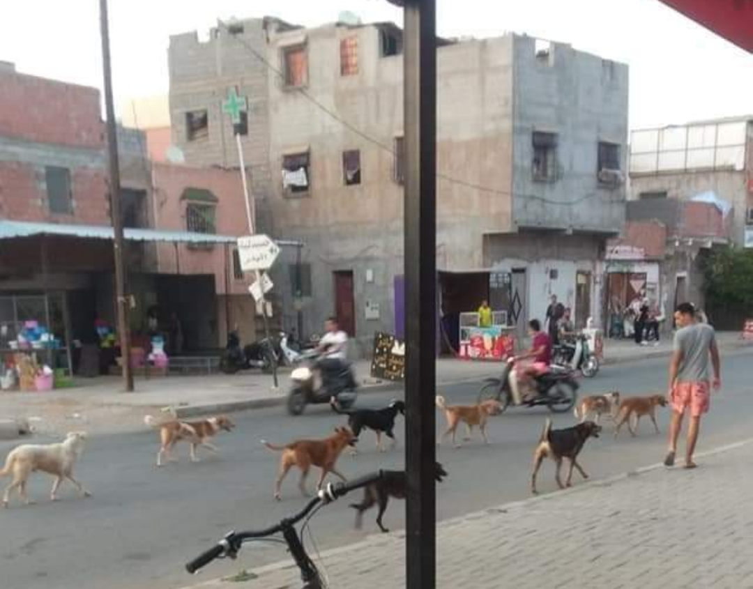 الكلاب الضالة تجوب شوارع مراكش و السلطات تتجاهل شكايات المواطنين
