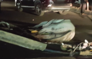 حادثة سير خطيرة راح ضحيتها حيصان على إثر اصطدام مع سيارة خفيفة قرب محطة ولاد زيان بالدار البيضاء