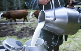 نقص إنتاج الحليب بالمغرب اسابيع قبل رمضان