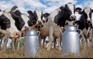 تفاصيل عن أزمة الحليب بالمغرب