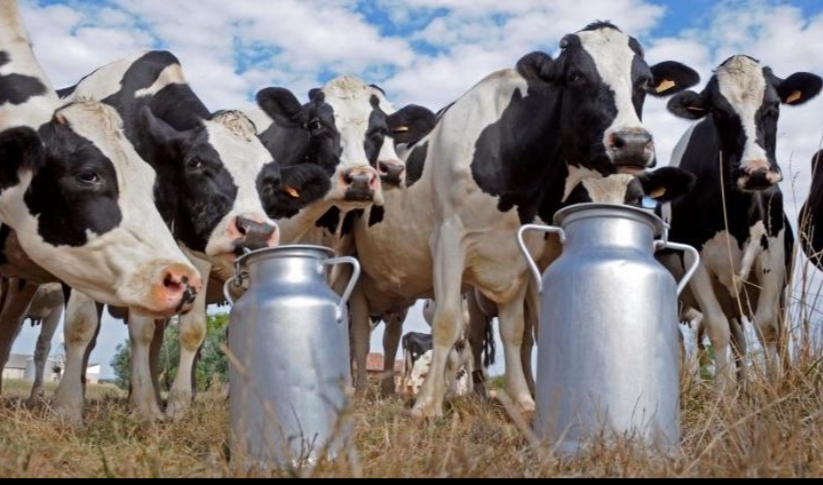 تفاصيل عن أزمة الحليب بالمغرب