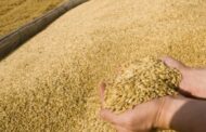 أسعار القمح ترتفع بسبب توقف اتفاق الحبوب الروسي
