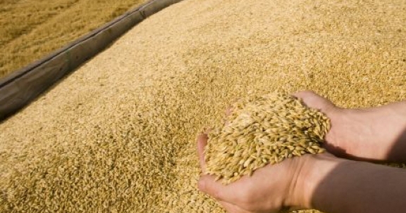 أسعار القمح ترتفع بسبب توقف اتفاق الحبوب الروسي